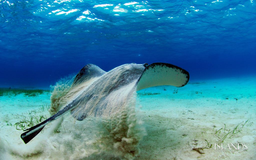 Stingray encounter in the Cayman Islands  - Credit Ty Sawyer